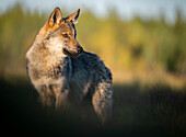 Wild Grey wolf pup (Canis lupus lupus), Finland