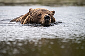 Europäischer Braunbär (Ursos arctos arctos) beim Schwimmen, Finnland