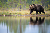 Europäischer Braunbär (Ursos arctos arctos) beim Spaziergang an einem See, Finnland