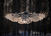 Great-grey owl (Strix nebulosa) in flight, Finland