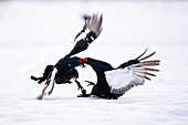 Male black grouse (Lyrurus tetrix) fighting on snow covered field, Finland