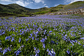 Bluebells (Hyacinthoides non-scripta) in Cwm Pennant backed by the Nantlle Ridge, Cwm Pennant, Snowdonia National Park (Eryri), Gwynedd, North Wales, United Kingdom, Europe