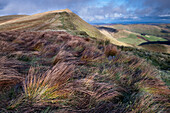 Bunte Gräser und Cadair Berwyn, Berwyn Mountains, Denbighshire, Nordwales, Vereinigtes Königreich, Europa