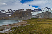 Views of Gold Harbor on South Georgia Island, Southern Ocean