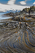 Patterns in the kelp at low tide on South Georgia Island, Southern Ocean