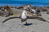 Northern giant petrels (Macronectes halli) fighting over the scavenging rights to a dead elephant seal pup at Royal Harbor, South Georgia