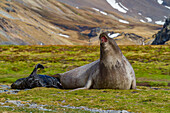 Pregnant female southern elephant seal (Mirounga leonina) giving birth on the beach in Stromness Bay, South Georgia Island