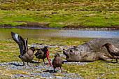 Female southern elephant seal (Mirounga leonina) with newborn pup as skuas (Catharacta antarctica) fight for the afterbirth, South Georgia