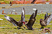 Skuas (Catharacta antarctica) fight for the afterbirth of a southern elephant seal, South Georgia