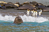 Bull southern elephant seal (Mirounga leonina) on South Georgia Island, Southern Ocean