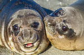 Southern elephant seal (Mirounga leonina) pup, called weaners once their mothers stop nursing them, South Georgia Island, Southern Ocean