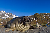 Southern elephant seal (Mirounga leonina) pup, called weaners once their mothers stop nursing them, South Georgia Island, Southern Ocean