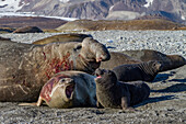 Southern elephant seal (Mirounga leonina) mating behavior on South Georgia Island, Southern Ocean