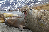 Bull southern elephant seal (Mirounga leonina) on South Georgia Island, Southern Ocean