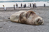 Bull southern elephant seal (Mirounga leonina) on South Georgia Island, Southern Ocean