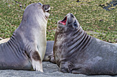 Male southern elephant seal (Mirounga leonina) pups mock fighting on South Georgia Island, Southern Ocean