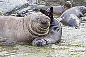 Young adult bull southern elephant seal (Mirounga leonina) holding young pup's head underwater trying to kill it, South Georgia Island, Southern Ocean