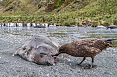 Dead southern elephant seal (Mirounga leonina) pup being eaten by an Antarctic skua on South Georgia Island, Southern Ocean