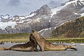 Adult bull southern elephant seals (Mirounga leonina) fighting for breeding grounds on South Georgia Island, Southern Ocean