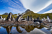 Chinstrap penguin (Pygoscelis antarctica) breeding colony at Cooper Bay, South Georgia