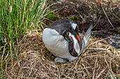 Adult gentoo penguin (Pygoscelis papua) with minutes-old newly hatched chick at Gold Harbor on South Georgia