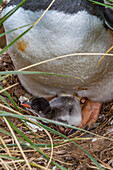 Adult gentoo penguin (Pygoscelis papua) with minutes-old newly hatched chick at Gold Harbor on South Georgia