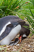 Adult gentoo penguin (Pygoscelis papua) feeding minutes-old newly hatched chick at Gold Harbor on South Georgia