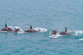 A small pod of killer whales (Orcinus orca) off the coast of South Georgia Island, Southern Ocean