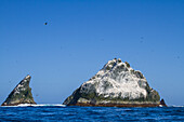 Shag Rocks, Scotia See, Südatlantik