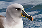 Adult Grey-headed Albatross (Thalassarche chrysostoma) resting on the sea at Elsehul, South Georgia