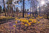 Burned forest area taken over by young Aspen trees in fall colors east of Greenland Lake, Grand Canyon North Rim, Arizona, United States of America