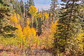 Autumn colored Aspen trees off Cape Royal Road in Grand Canyon North Rim, UNESCO, Arizona, United States of America