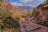 A curve in the North Kaibab Trail between Coconino Overlook and the Supai Tunnel Rest Area, Grand Canyon, Arizona, United States of America