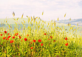 Frühling im Val d'Orcia, UNESCO, Toskana, Italien