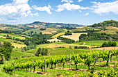 Rolling hills and vineyards of Marche region, Italy