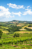 Rolling hills and vineyards of Marche region, Italy