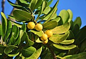 Edible fruit of the evergreen tree Mimusops coriacea (Monkey's Apple), Madagascar