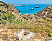 Nest des Blaufußtölpels (Sula nebouxii), Punta Pitt, Insel San Cristobal, Galapagos, UNESCO, Ecuador