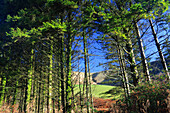 Trees, Garw Valley, Bridgend, Südwales, Vereinigtes Königreich