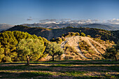 Olive trees and hills behind Granada and wide landscape with the snowy Sierra Nevada behind, Granada, Andalusia, Spain