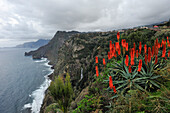 Aloe arborescens am Rande einer Klippe, Quinta do Furao, Santana, Nordküste, Insel Madeira, Atlantischer Ozean, Portugal