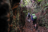 Hikers on ancient path used by villagers to cross the island North to South, on the heights of Santana, Madeira island, Atlantic Ocean, Portugal