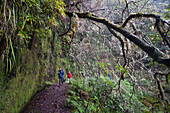 Wanderer auf einem Pfad entlang der Levada (Aquädukt) des Grünen Kessels (Caldeirao Verde), Insel Madeira, Atlantik, Portugal