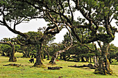 Lorbeerbäume in der Umgebung von Fanal, Hochebene von Paul da Serra, Insel Madeira, Atlantischer Ozean, Portugal