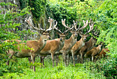 Deer in Powis Castle park, Welshpool, Powys, Wales, United Kingdom