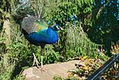 Peacock, Ruthin Castle, Clwyd, Wales, United Kingdom