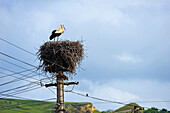 Storchennest auf Telegrafenmast, Dorf an der Straße von Sibiu nach Sighisoara, Siebenbürgen, Rumänien