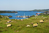 Inishbofin Insel, Connemara, Grafschaft Galway, Connacht, Republik Irland