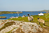 Inishbofin island, Connemara, County Galway, Connacht, Republic of Ireland