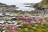 Armeria maritima flowerbed, Inishbofin island, Connemara, County Galway, Connacht, Republic of Ireland